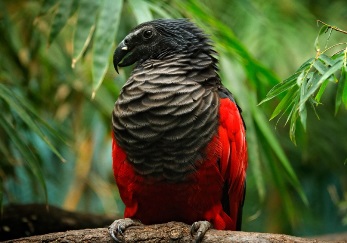 Incredibil, dar există "papagalul Dracula"! Este o pasăre şi terifiantă, dar şi frumoasă, în acelaşi timp...