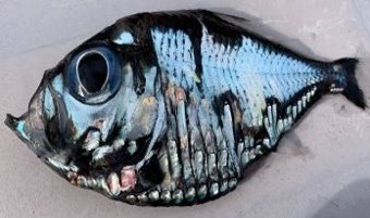 O, Dumnezeule... ce peşte e acesta!? A fost capturat în Japonia şi pare că ar fi fost pictat de Picasso...