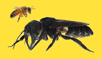 Iată albina-gigant, care e de 4 ori mai mare decât albina obişnuită! S-a crezut a fi dispărută definitiv, dar ea a fost redescoperită...