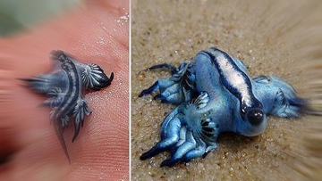 Îngrijorător: plajele din Texas au fost invadate de un număr neobişnuit de "dragoni albaştri", o specie de moluşte periculoasă pentru oameni