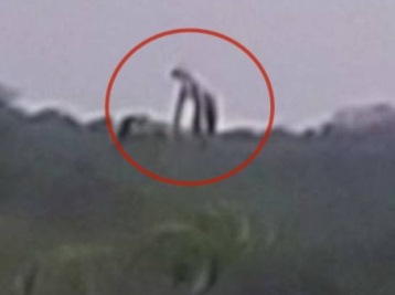 Giganţii apar din ce în ce mai des? O creatură uriaşă a fost observată în nişte munţi din Mexic