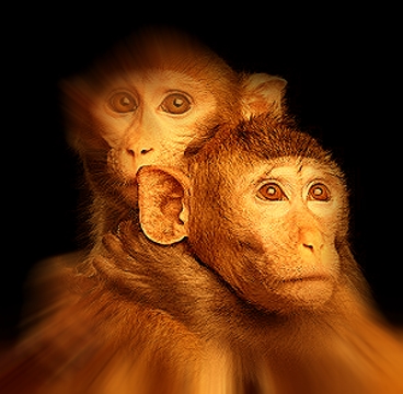 Oamenii de ştiinţă chinezi sunt acuzaţi că se joacă de-a Dumnezeu, prin crearea de maimuţe clonate monstruoase
