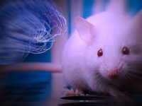 Vremea hibrizilor adevăraţi este aproape: cercetătorii au creat un embrion de şoarece, care 4% este om