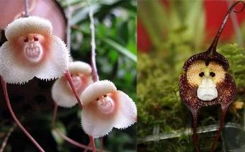 Acest tip deosebit de orhidee seamănă cu chipul unor maimuţe! Ce surprinzătoare poate fi natura...