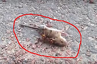 Videoclip terifiant pe Twitter: viespea gigantică asiatică omoară un şoarece în mai puţin de 1 minut