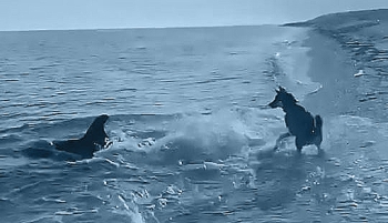 Un videoclip incredibil ne arată cum, în apropierea unui plaje, un delfin se joacă "de-a v-aţi ascunselea" cu un câine