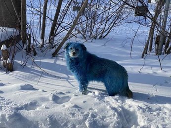 Câini cu blana albastră au fost descoperiţi în Rusia! Despre ce e vorba?
