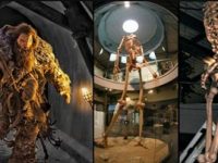 Scheletul unui gigant de 7 metri se află expus într-un muzeu din Ecuador?