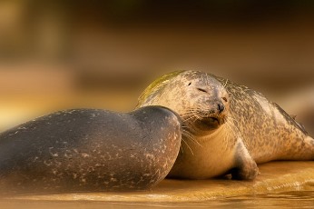 Au fost descoperite zeci de foci decapitate în Canada! Specialiştii n-au nicio explicaţie... ce fenomen misterios şi terifiant a cauzat asta?