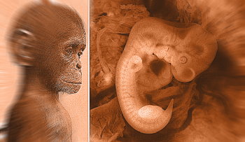 Un pas important în crearea primului hibrid om-maimuţă: cercetătorii au crescut embrioni himerici om-maimuţă care au supravieţuit până la 20 de zile!