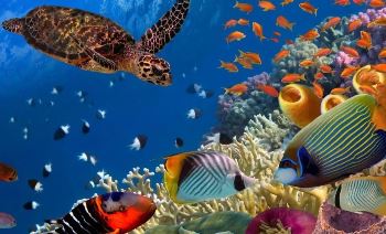 Avertisment grav: întrucât biodiversitatea marină fuge de la Ecuator către poli, o extincţie globală în masă este iminentă - spun cercetătorii