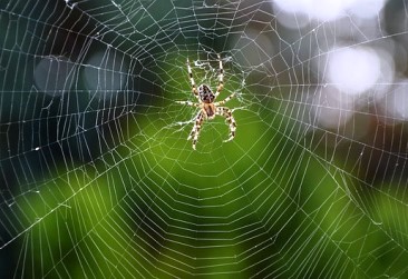 Unde au dispărut mulţi păianjeni în ultima perioadă? Precum şi alte insecte? Ce se întâmplă în jurul nostru?