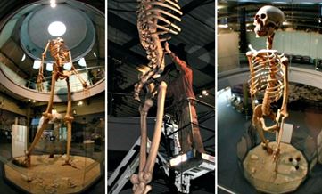 Istoria ascunsă a omenirii: schelete de uriaşi de 7 metri, expuse într-un muzeu al unui preot din Ecuador
