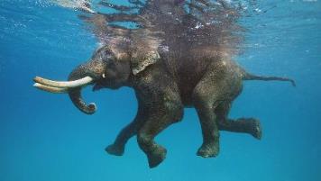 Elefanţii pot înota, fără nicio problemă, zeci de kilometri prin mări şi oceane!