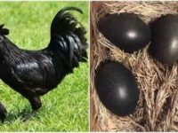 "Ayam Cemani" - o rasă rară de găini negre, care costă chiar şi 2.000 de euro!