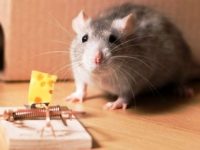Povestea uimitoare a capcanei pentru şoareci: când cineva e în pericol, de fapt toţi suntem!