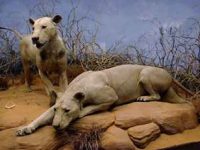 Cei doi lei din Tsavo (Kenya) - bestiile care au atacat şi mâncat 35 de oameni
