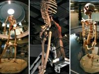 Istoria secretă dezvăluită: schelete gigantice de 7 metri înălţime, expuse într-un muzeu dispărut din Ecuador?