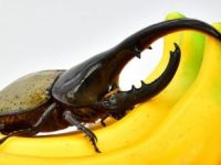 Ce insectă "tare" este acest gândac Hercules: poate ridica și transporta de 850 de ori propria greutate corporală!