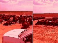 Un videoclip şocant, arată mii de vite fără suflare, întinse pe pământ... De ce mor brusc şi misterios atât de multe vite în SUA?