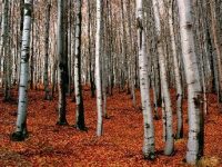 Incredibila "pădure de argint" de la Săcărâmb (Hunedoara)! Este ea plină de energie?