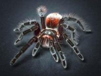 Şi păianjenii visează! O nouă descoperire uluitoare a oamenilor de ştiinţă