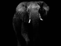 "Elefantul în întuneric": povestea fabuloasă care arată cât de limitaţi suntem în perceperea adevărului