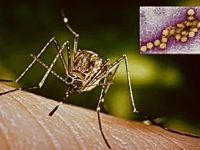 Cât de periculos este virusul West Nile pentru oameni?