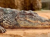 Un crocodil gigant - ”Gustave” - a omorât de-a lungul timpului peste 300 de oameni și nu a putut fi prins niciodată! Ce reptilă inteligentă…