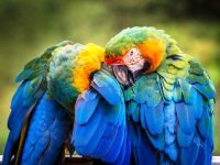 Atitudini paradoxale la papagali: gelozia şi dragostea