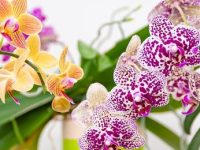 Din misterele orhideelor: de ce aceste flori erau atât de importante pentru antici?