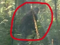 O spectaculoasă fotografie cu un "Bigfoot" ce se plimba prin pădure a fost făcută de un amator
