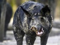 "Super porci" hibrizi încep să invadeze Statele Unite, venind din Canada