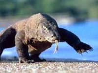 "Varanul de Komodo" - o specie gigantică de varani, de 4 metri lungime, care rezistă şi la gloanţe