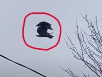 În Canada a fost observată o pasăre pare a fi "îngheţată" în văzduh, fără să mişte! O fi vreo greşeală în Matrix?