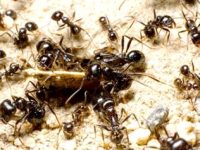 Surpriză în Insula Cangurului din Australia: cercetătorii au descoperit o întreagă colonie de furnici care "făcea pe-a mortul"!