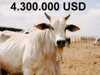 Ce fel de vacă e aceasta, de costă 4,3 milioane de dolari!?