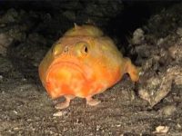 Legătura lipsă? Cercetătorii au descoperit un peşte cu picioare!