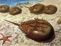 Misteriosul sistem imunitar al nevertebratelor neutralizează bacteriile toxice printr-un mecanism uluitor Misteriosul sistem imunitar al nevertebratelor neutralizează bacteriile toxice printr-un mecanism uluitor