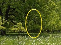 O elipsă misterioasă, dintr-o lume paralelă, a fost văzută într-o pădure din România. Era transparentă, ca o minge de rugby şi topea totul dacă o atingeai...