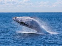 Premieră mondială: o balenă din Alaska "a vorbit" 20 de minute cu o echipă de cercetători! Ne pregătim pentru comunicarea cu extratereştri?
