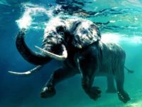 Elefanţii pot înota în oceanele lumii, pe o distanţă mai mare? Mai mulţi martori oculari şi specialişti spun că DA!