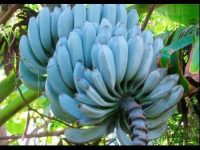 Blue Java: uluitoarea banană albastră, care are un gust de vanilie