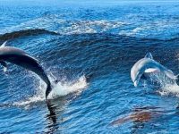 Cercetătorii au descoperit că delfinii pot face ceva incredibil pe care nicio altă specie nu o poate realiza, cu excepția oamenilor