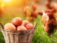 Ce-a fost mai întâi: oul sau găina? În sfârşit s-a găsit răspunsul, cred cercetătorii...