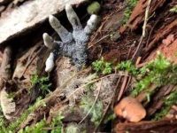 "Degetele omului mort" - o ciupercă incredibilă care seamănă cu o mână moartă care iese din sol
