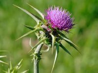 Armurariul: planta-minune care vindecă ficatul