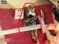 Misterioasa creatură de 25 cm, de origine necunoscută, filmată în Rusia anului 1996