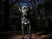 Cine sunt câinii uriaşi cu ochi strălucitori, care îi terorizează pe locuitorii din Marea Britanie şi din alte părţi ale lumii?