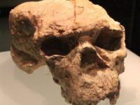 Un craniu vechi de 1 milion de ani tocmai a rescris povestea originilor umanităţii